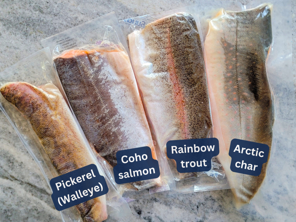 pickerel coho salmon rainbow trout and arctic char