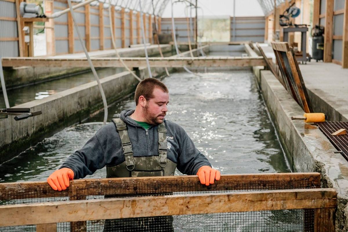 fish farmer in fish tanks on fish farm