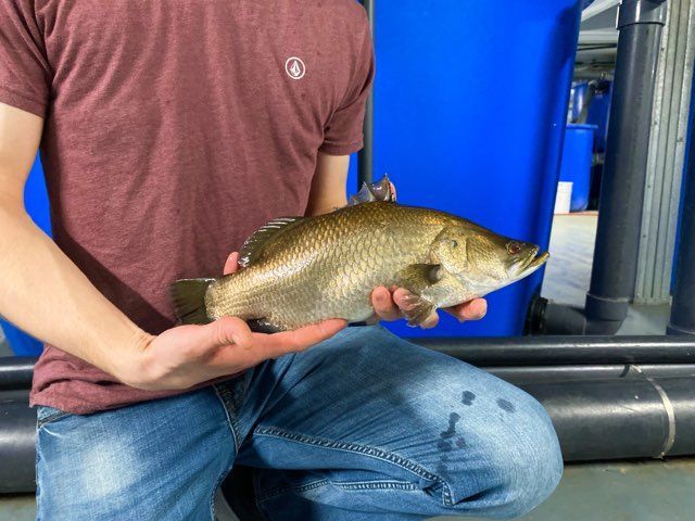 man posing with barramundi on fish farm